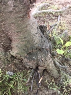 image1.jpeg